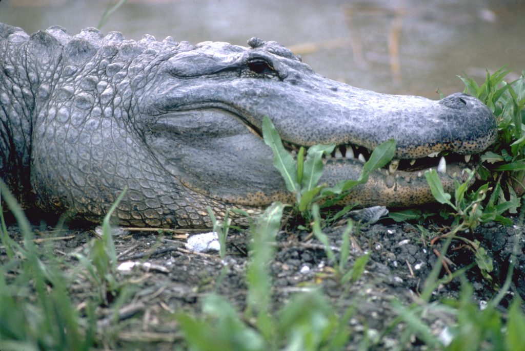 グルメ、歴史、自然 ユニークな魅力がいっぱい ルイジアナ州【ルイジアナ州観光局】 旅行業界・航空業界 最新情報 − 航空新聞社